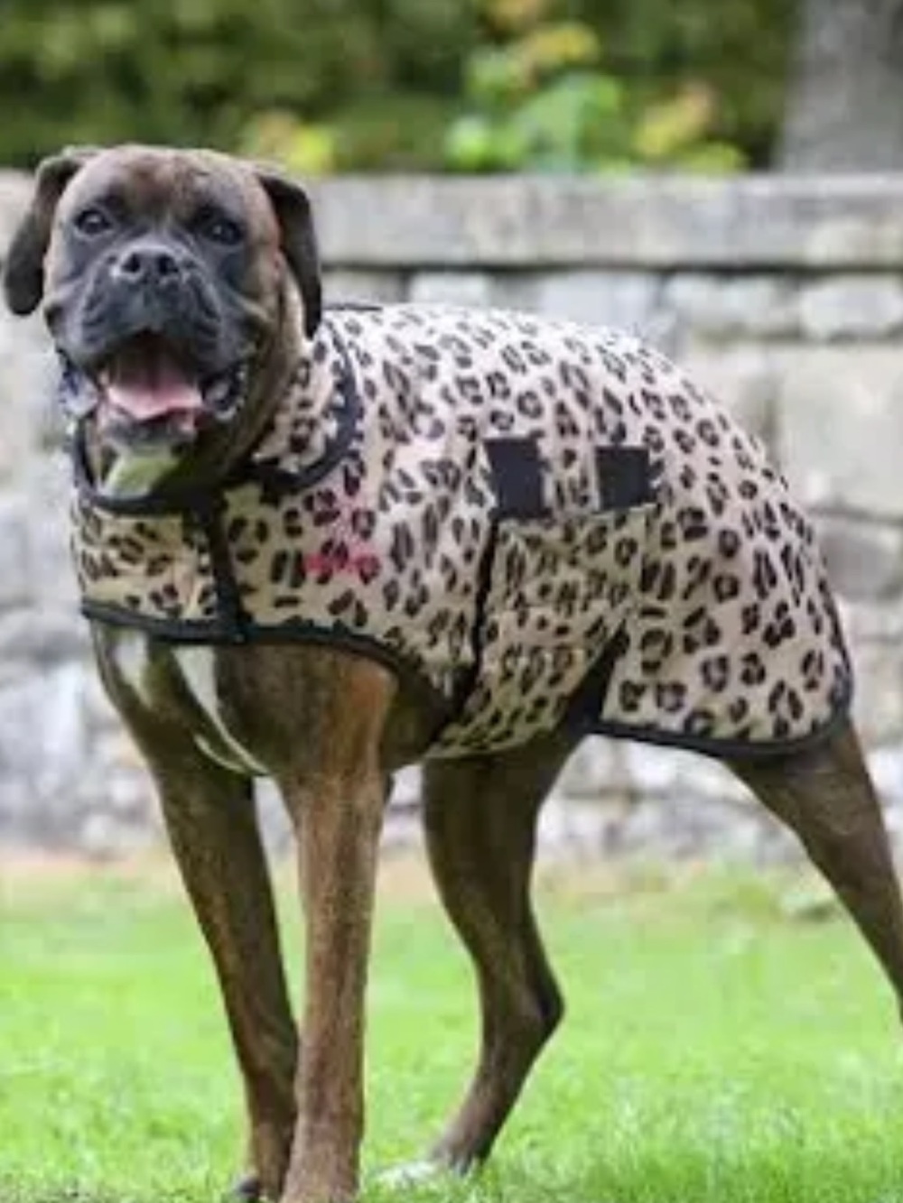 Leopard Print Dog Jacket - Beige and Black Cozy Coat